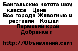 Бангальские котята шоу класса › Цена ­ 25 000 - Все города Животные и растения » Кошки   . Пермский край,Добрянка г.